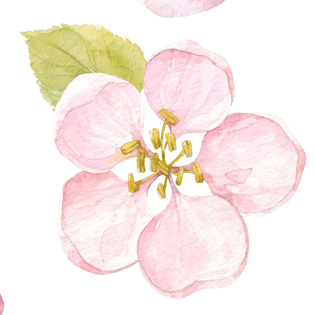 Kvetinový vzor tapety: ružový kvet jablone a zelený list, akvarel
