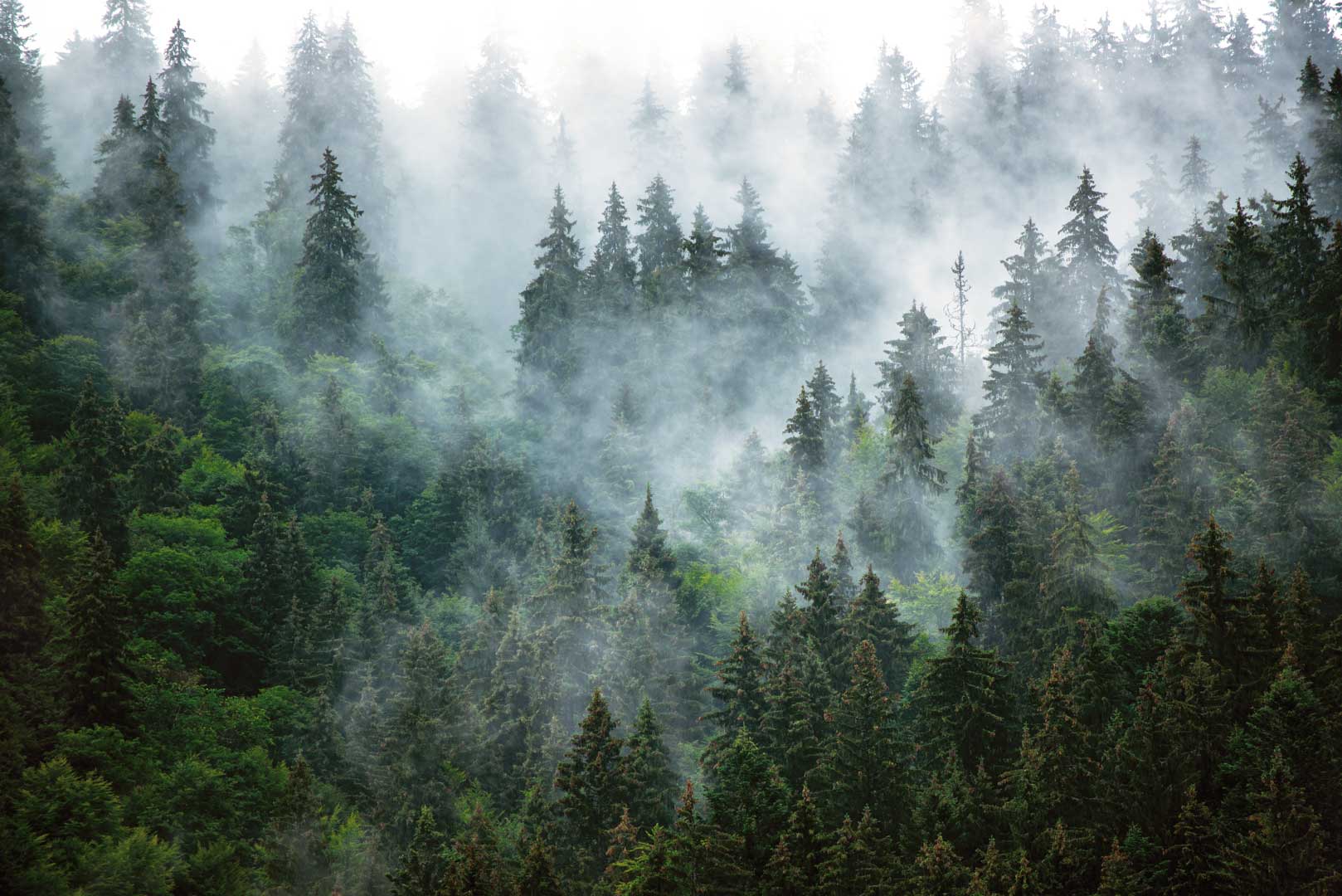 Fototapeta les v hmle: zelený ihličnatý les, hmla